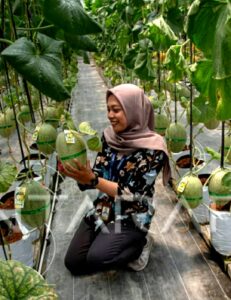 Momen Wisatawan tengah memetik melon